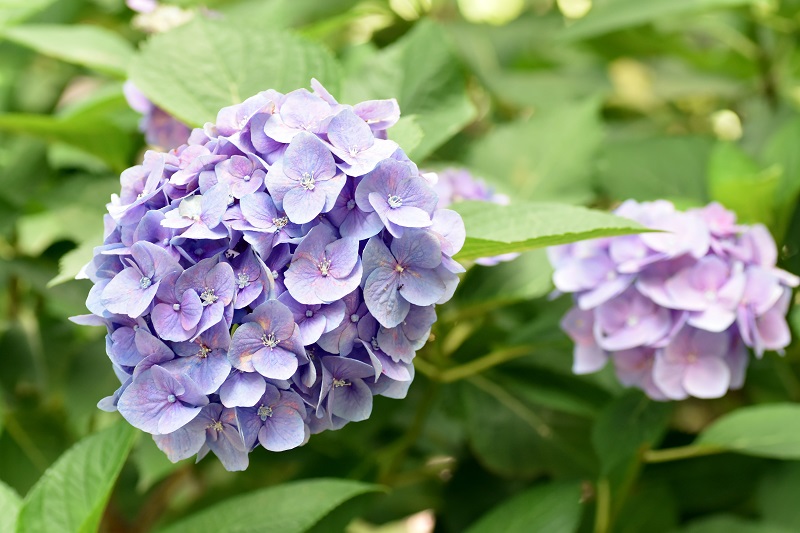 大阪市立長居植物園の夏の花々